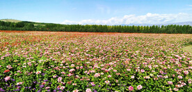 新疆喀拉峻花海