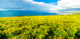 新疆喀拉峻花海