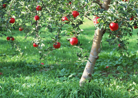 苹果树