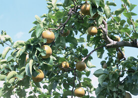 梨树