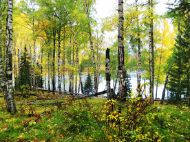 新疆喀纳斯风光