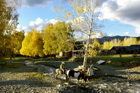 新疆喀纳斯风光