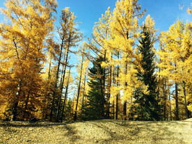 新疆喀纳斯风光