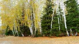 新疆喀纳斯风光