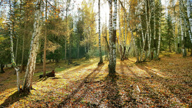 新疆喀纳斯风光