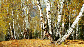 新疆喀纳斯风光