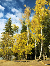 新疆喀纳斯风光