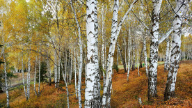 新疆喀纳斯风光