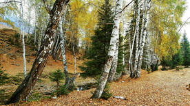 新疆喀纳斯风光