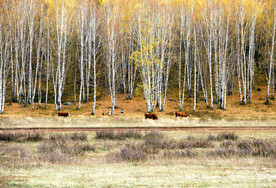 新疆喀纳斯风光