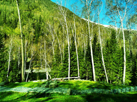 新疆喀纳斯风光