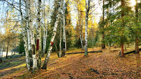 新疆喀纳斯风光