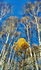 新疆喀纳斯风光