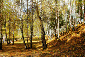 新疆喀纳斯风光