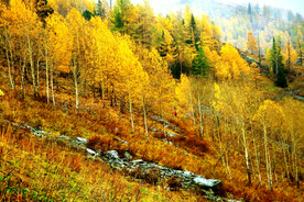 新疆喀纳斯风光