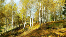 新疆喀纳斯风光