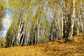 新疆喀纳斯风光