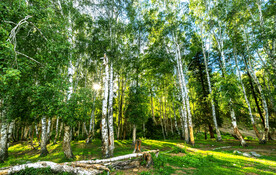 新疆喀纳斯风光