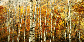 新疆喀纳斯风光