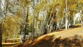 新疆喀纳斯风光