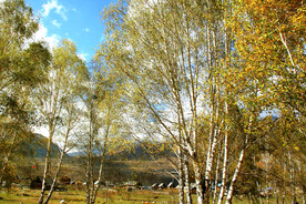 新疆喀纳斯风光