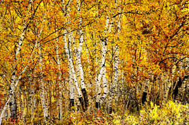 新疆喀纳斯风光