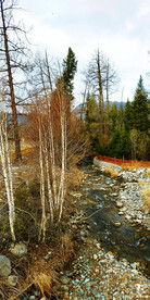 新疆喀纳斯风光