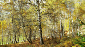 新疆喀纳斯风光