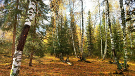 新疆喀纳斯风光