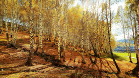 新疆喀纳斯风光