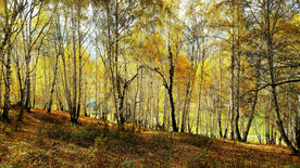 新疆喀纳斯风光