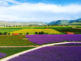 新疆唐布拉花海