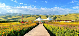 新疆唐布拉花海