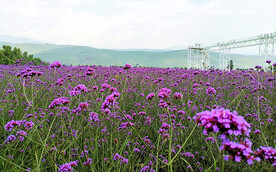 新疆唐布拉花海