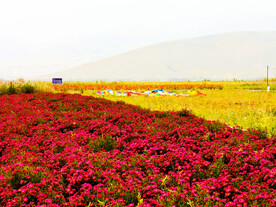 新疆唐布拉花海