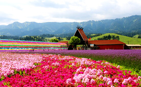 新疆唐布拉花海
