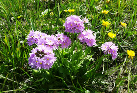新疆唐布拉花海