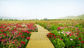 新疆唐布拉花海