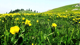 新疆唐布拉花海