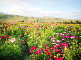 新疆唐布拉花海