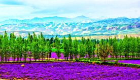 新疆唐布拉花海