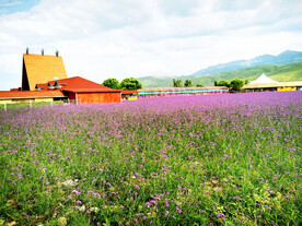 新疆唐布拉花海