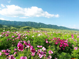 新疆唐布拉花海