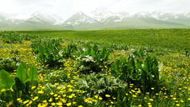 新疆唐布拉花海