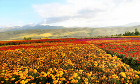 新疆唐布拉花海