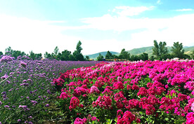 新疆唐布拉花海