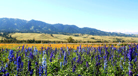 新疆唐布拉花海