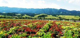 新疆唐布拉花海