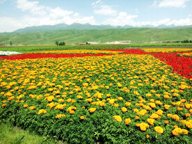 新疆唐布拉花海