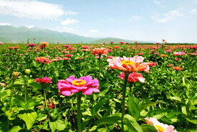 新疆唐布拉花海